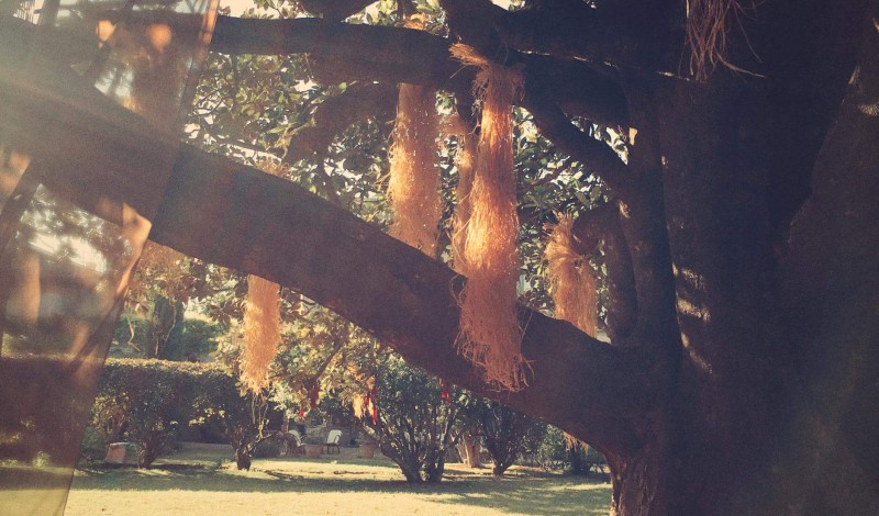 Thumbnail for RITES ET RACINES