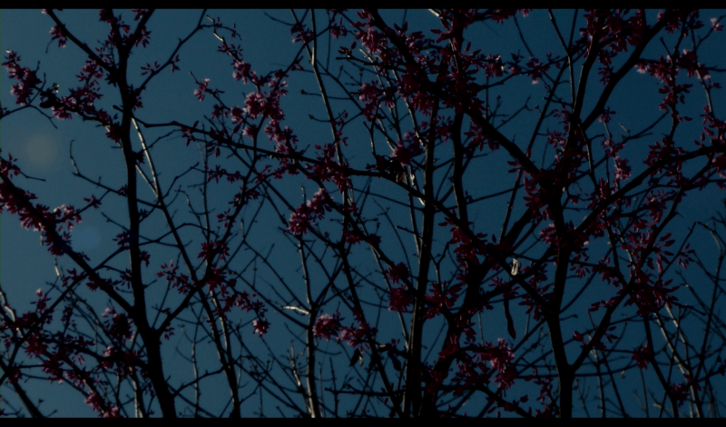 Thumbnail for big-ears